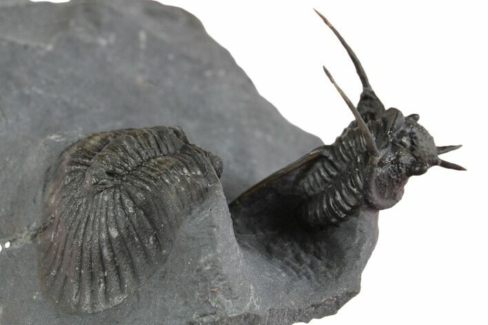 Devil Horned Cyphaspis Trilobite with Scabriscutellum #350510